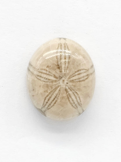 Sand Dollar Fossil - Medium