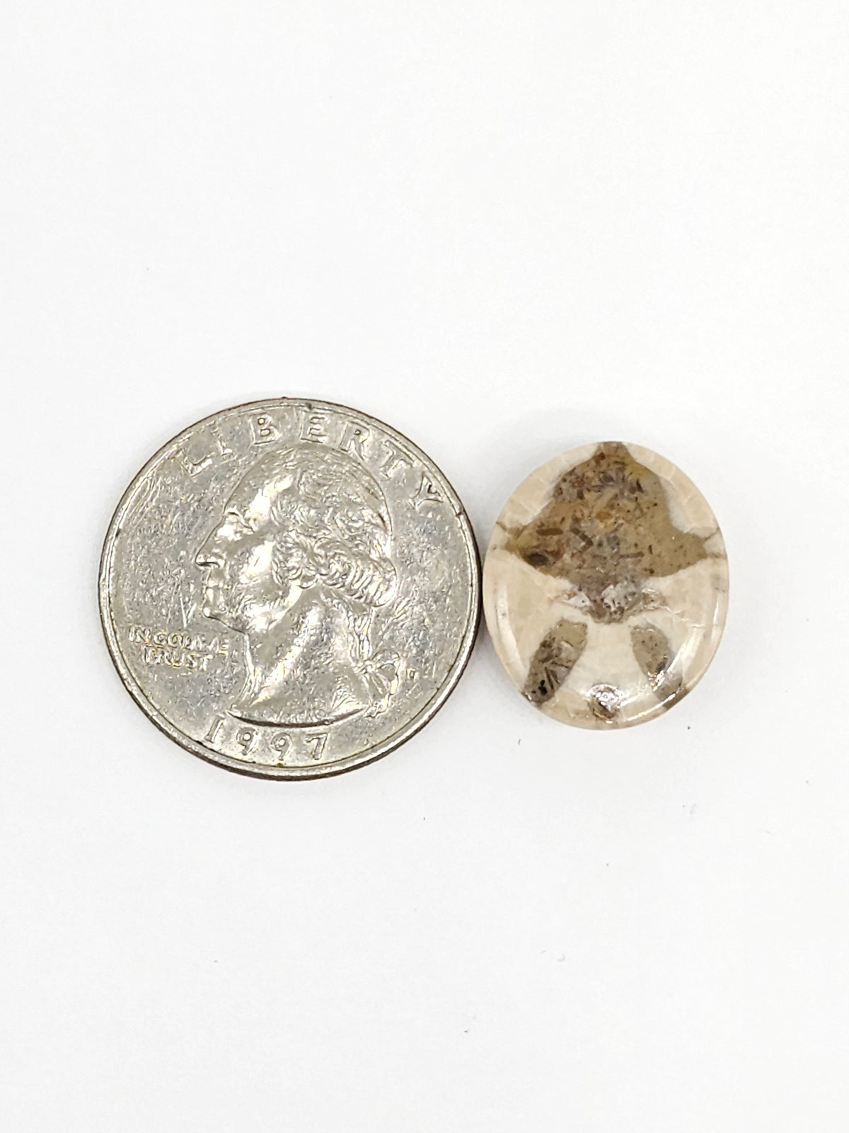 Sand Dollar Fossil - Medium