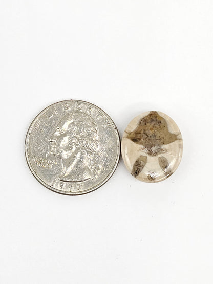 Sand Dollar Fossil - Medium