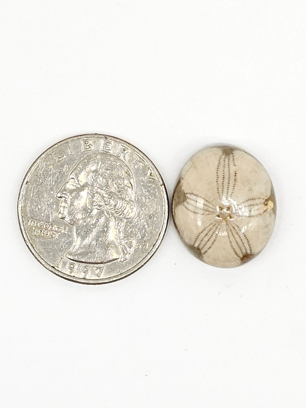Sand Dollar Fossil - Medium