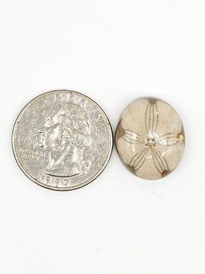 Sand Dollar Fossil - Medium