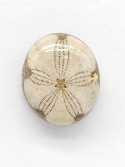 Sand Dollar Fossil - Medium