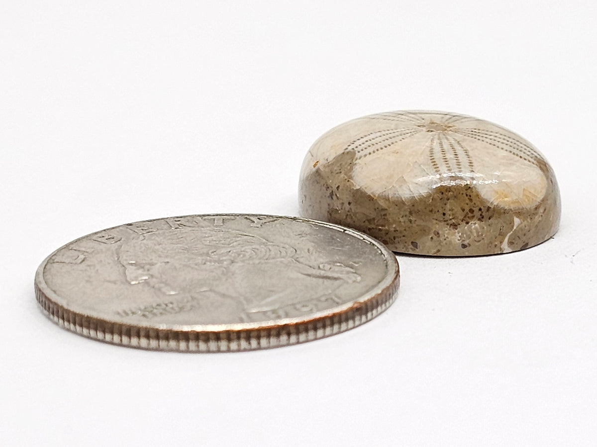 Sand Dollar Fossil - Medium