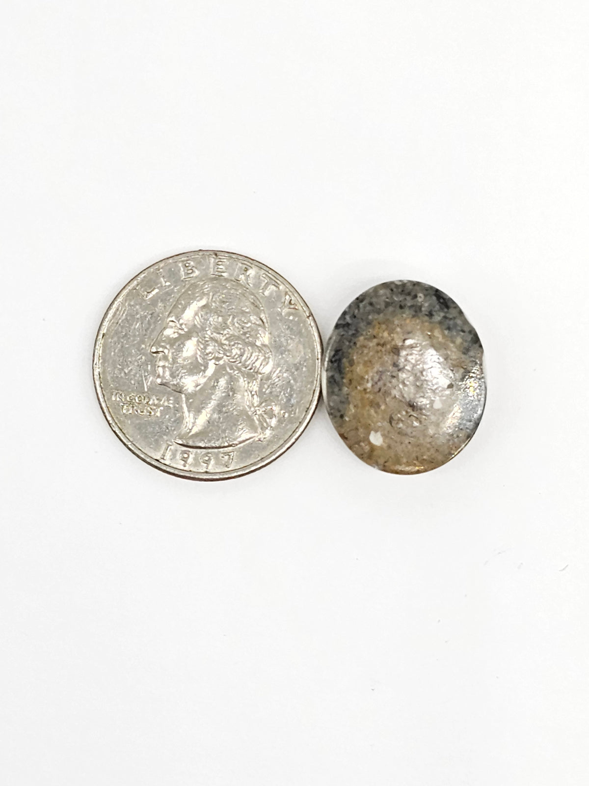 Sand Dollar Fossil - Medium