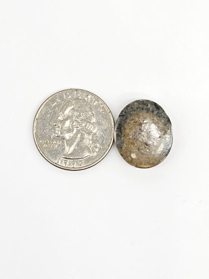 Sand Dollar Fossil - Medium
