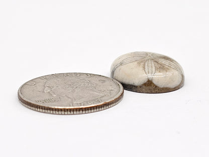 Sand Dollar Fossil - Medium