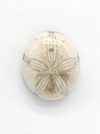 Sand Dollar Fossil - Medium