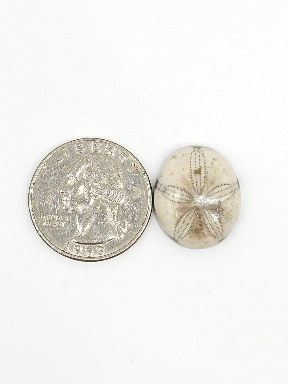 Sand Dollar Fossil - Medium
