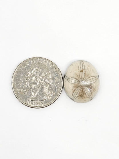 Sand Dollar Fossil - Medium