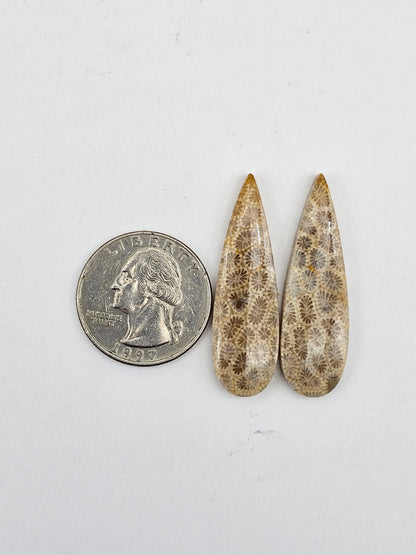 Fossilized Coral pair