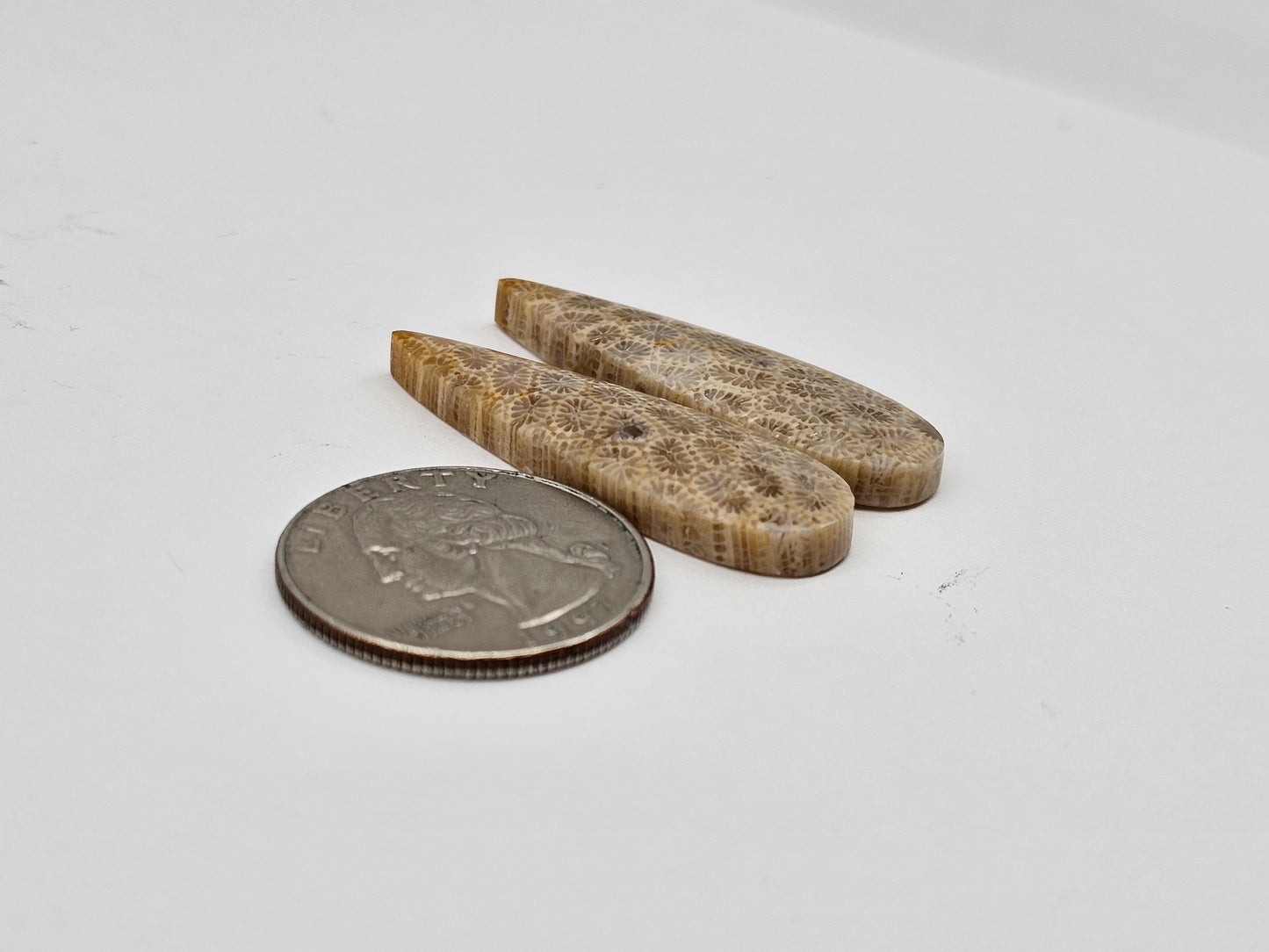 Fossilized Coral pair
