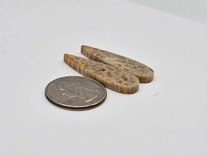 Fossilized Coral pair