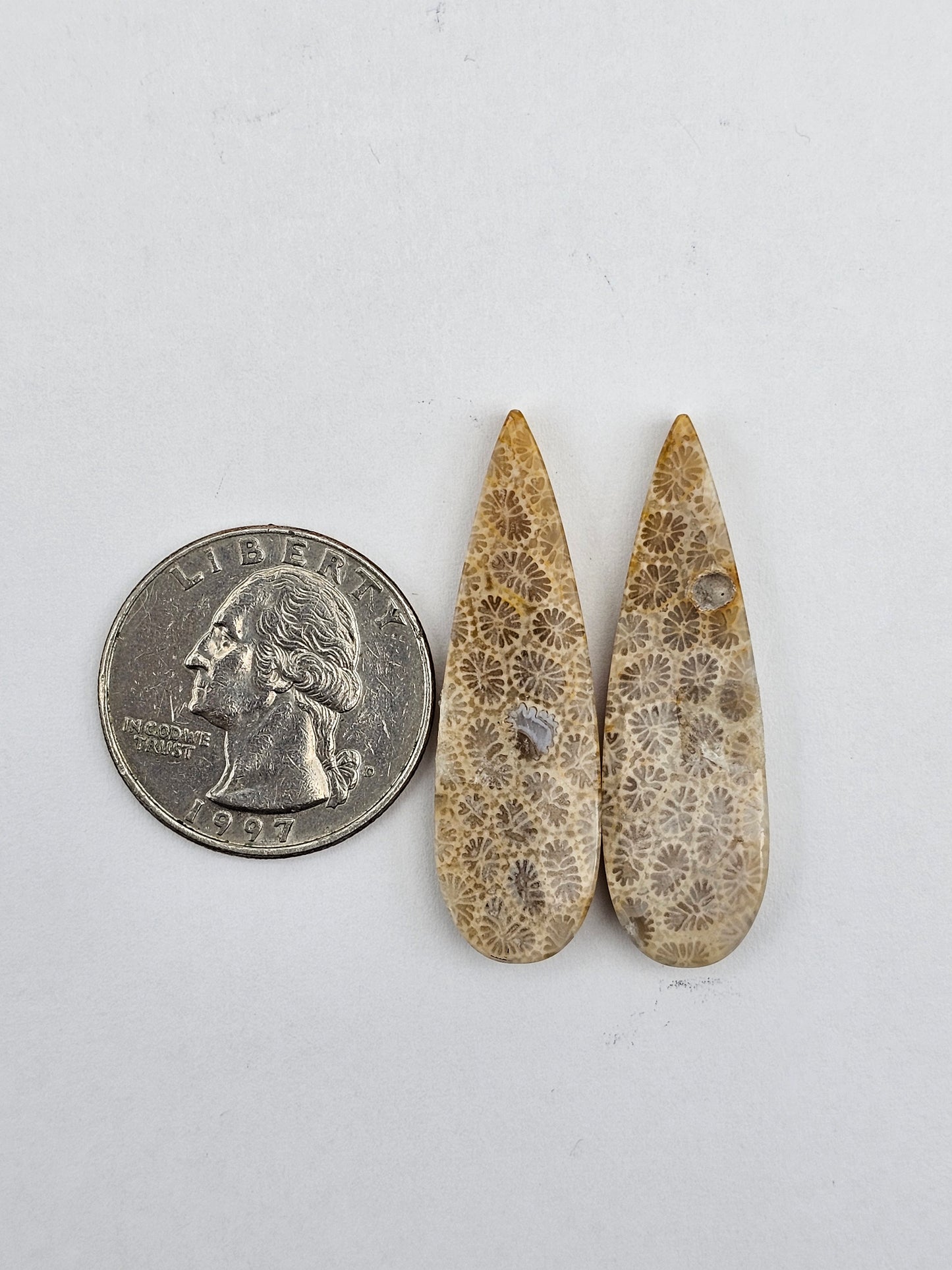 Fossilized Coral pair