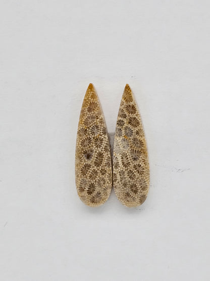 Fossilized Coral pair
