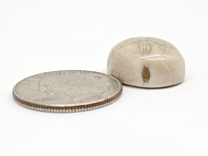 Sand Dollar Fossil - Medium