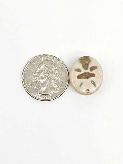 Sand Dollar Fossil - Medium