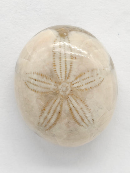 Sand Dollar Fossil - Medium