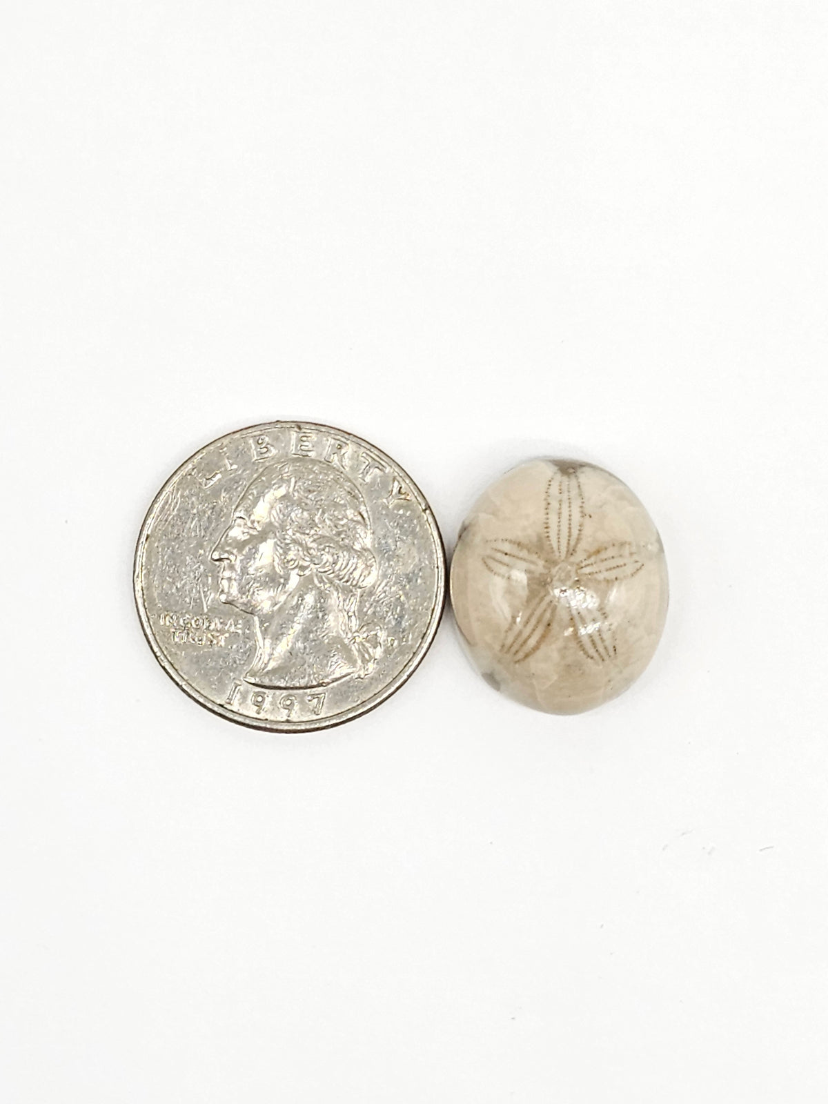 Sand Dollar Fossil - Medium