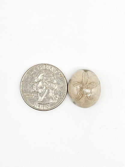 Sand Dollar Fossil - Medium
