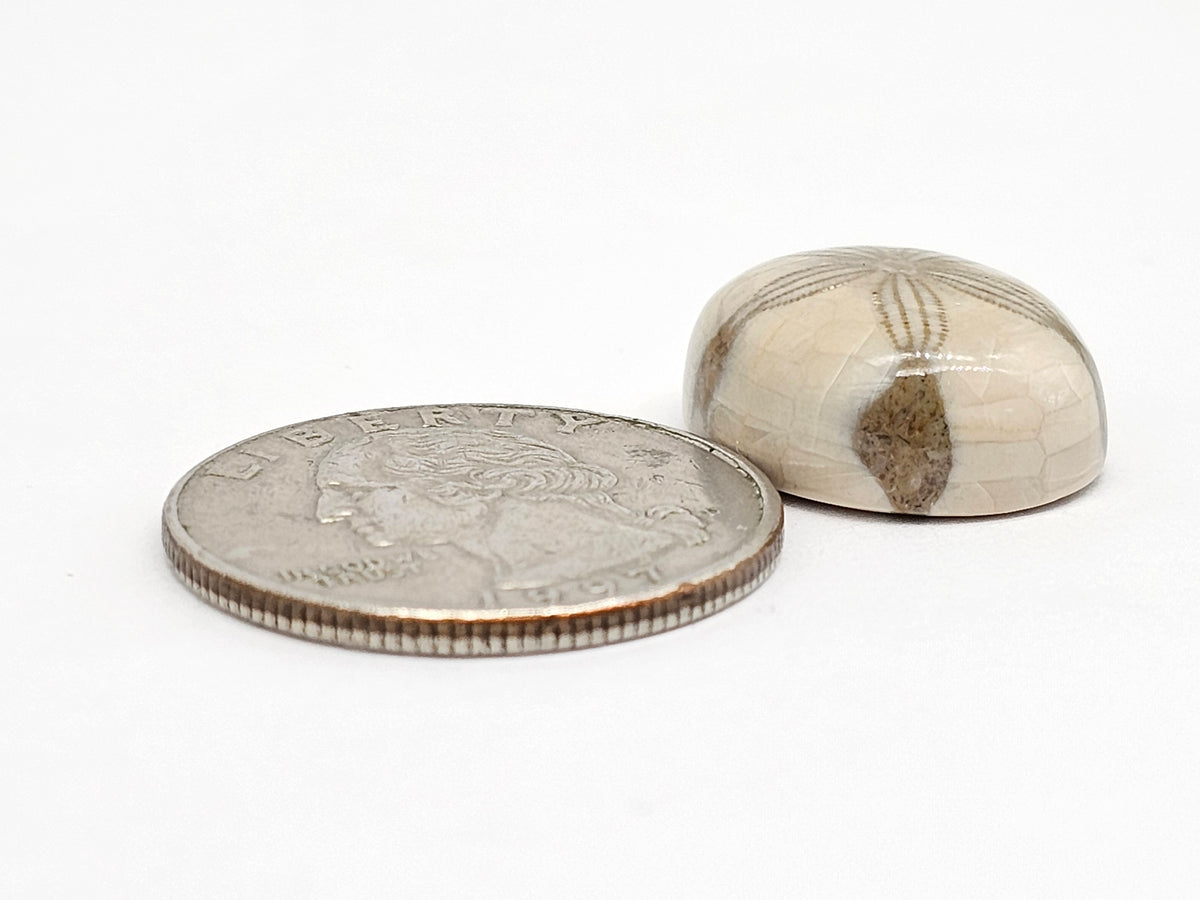 Sand Dollar Fossil - Medium