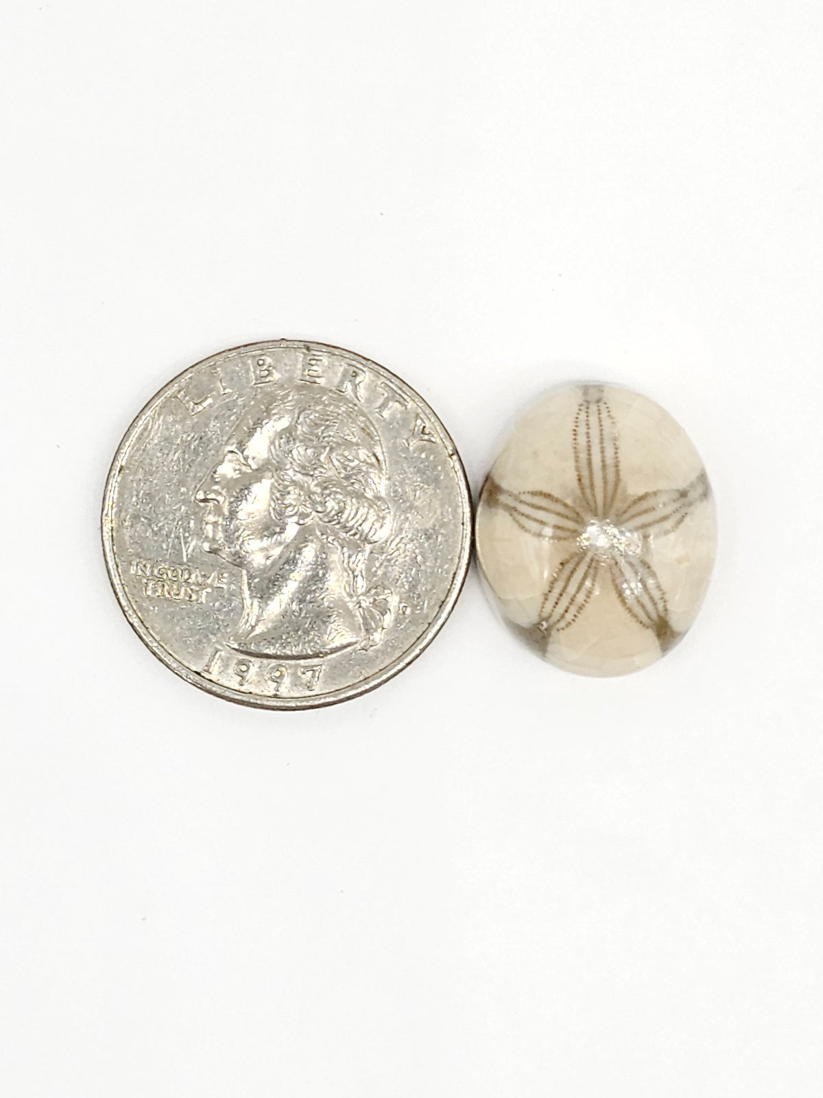 Sand Dollar Fossil - Medium