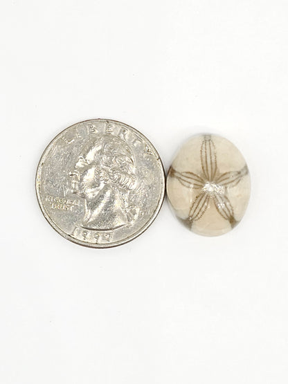 Sand Dollar Fossil - Medium