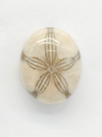 Sand Dollar Fossil - Medium