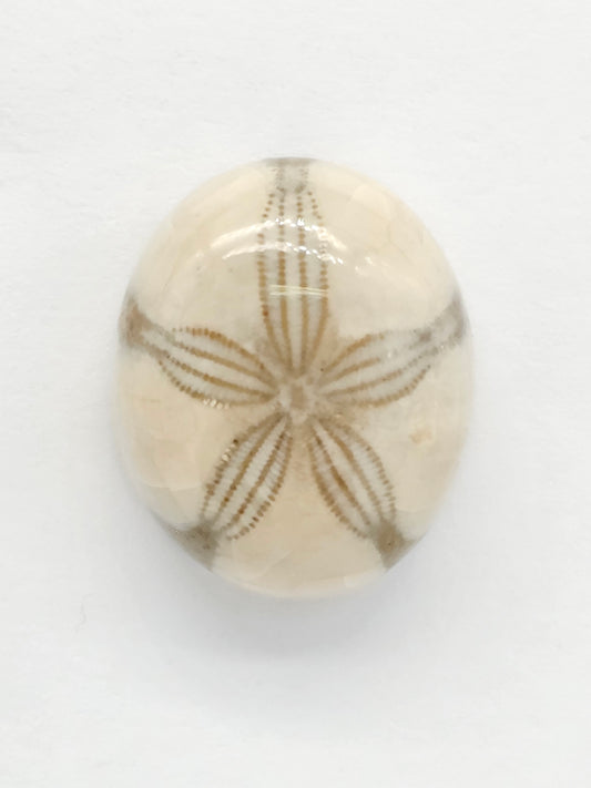 Sand Dollar Fossil - Medium