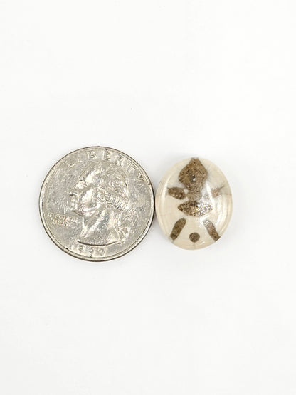 Sand Dollar Fossil - Medium