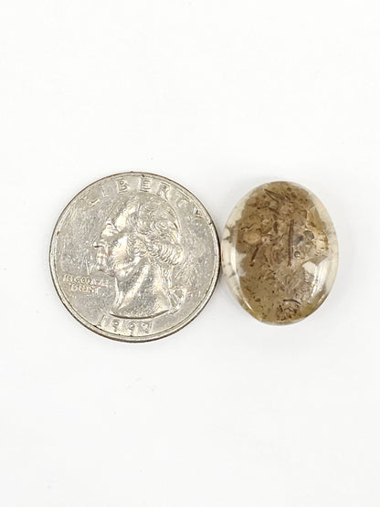 Sand Dollar Fossil - Medium