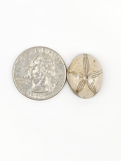 Sand Dollar Fossil - Medium