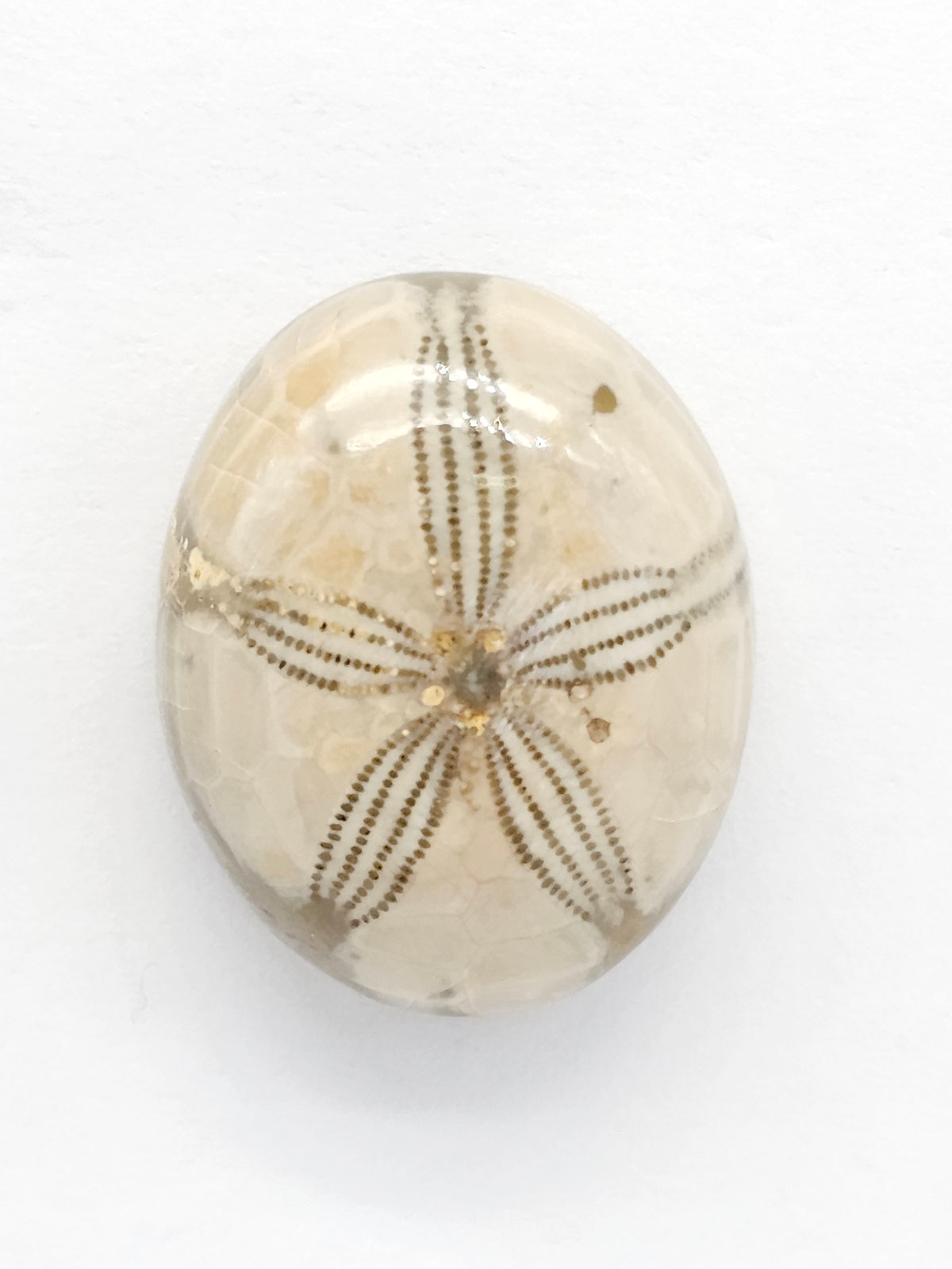 Sand Dollar Fossil - Medium