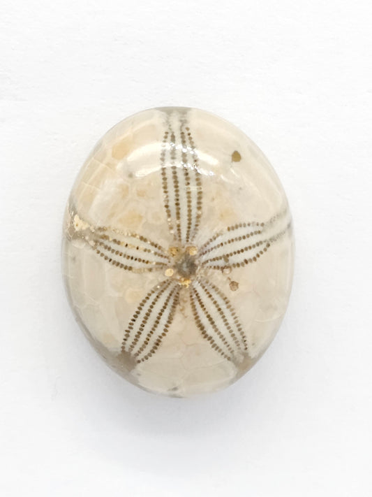 Sand Dollar Fossil - Medium
