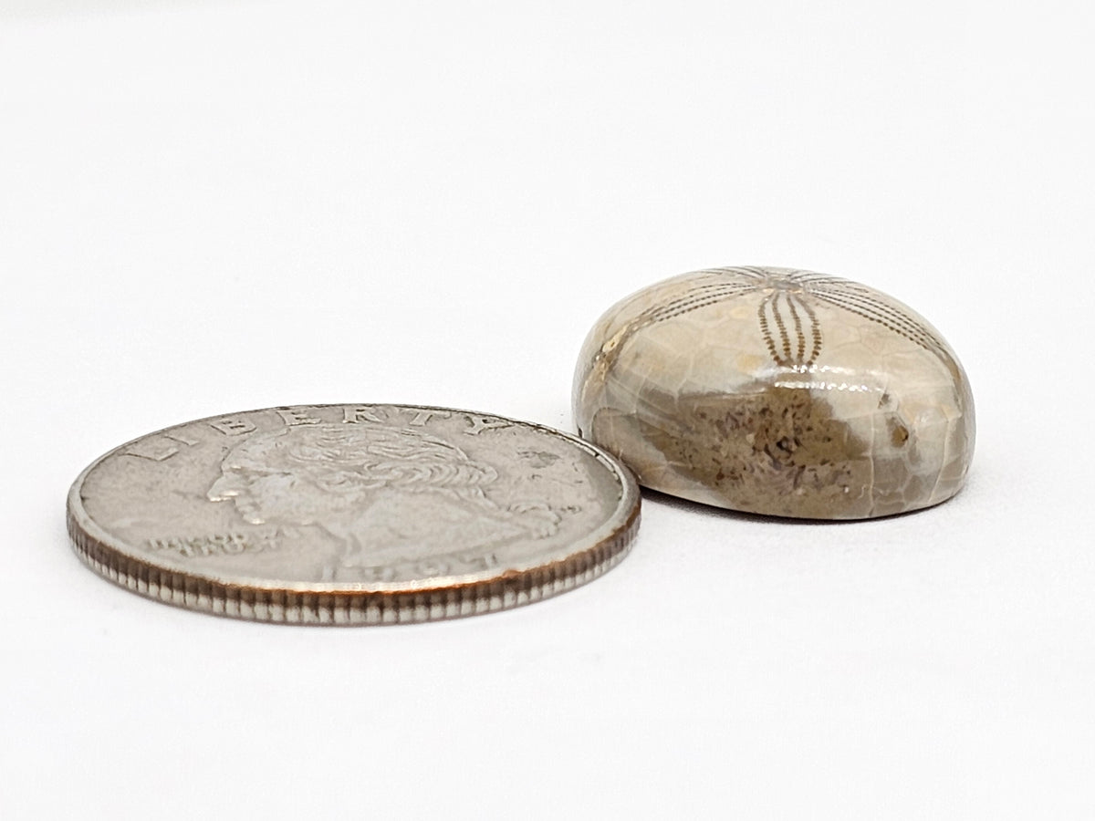 Sand Dollar Fossil - Medium