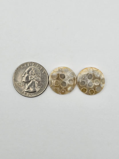 Fossilized Coral pair