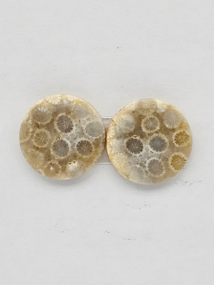 Fossilized Coral pair