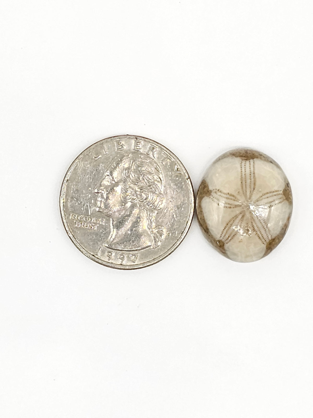 Sand Dollar Fossil - Medium