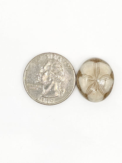 Sand Dollar Fossil - Medium