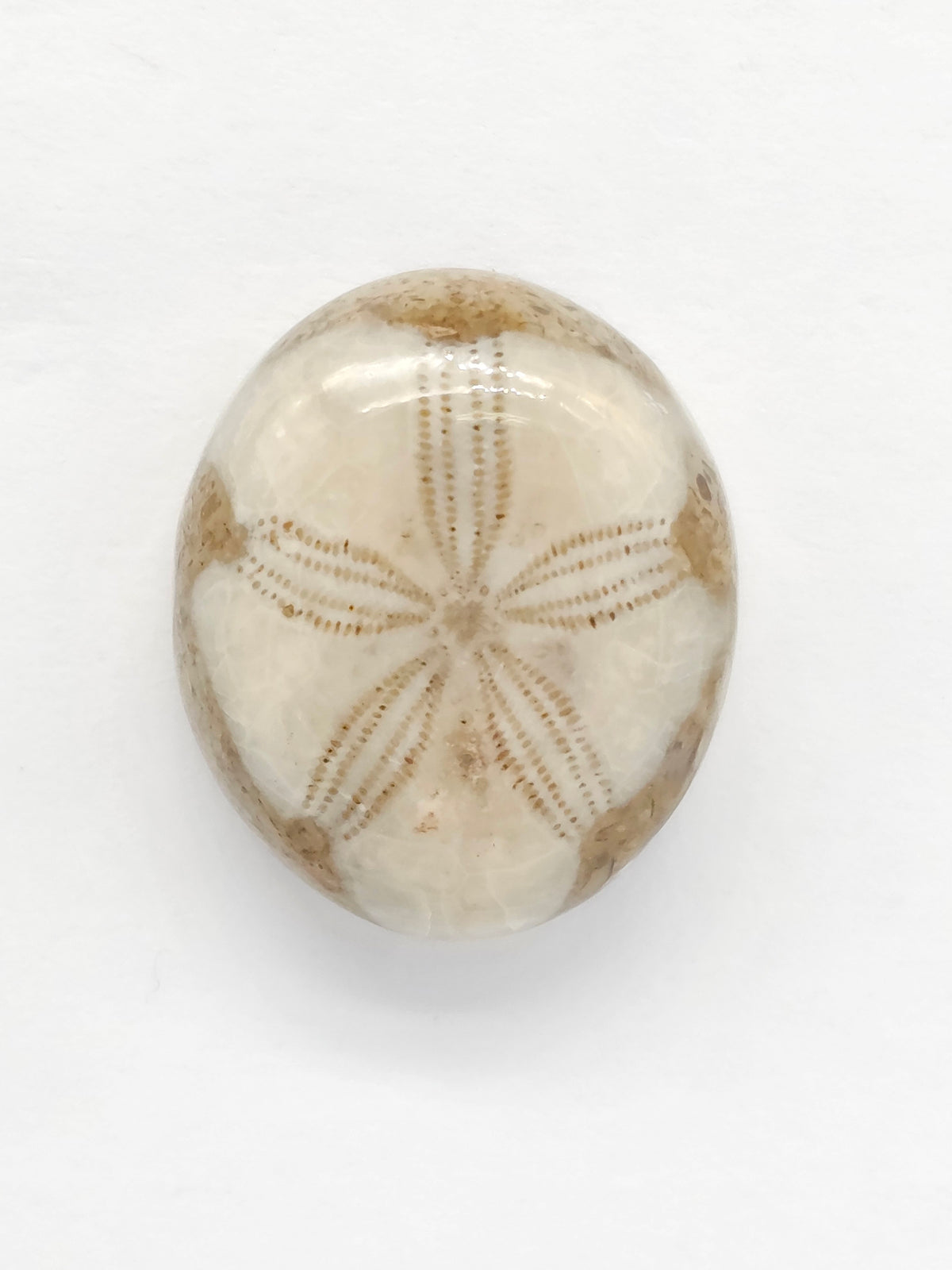 Sand Dollar Fossil - Medium