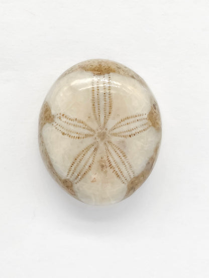 Sand Dollar Fossil - Medium