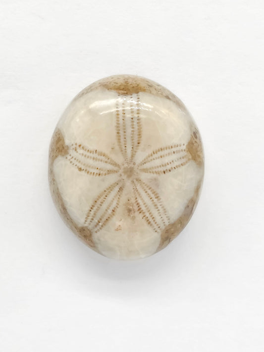Sand Dollar Fossil - Medium