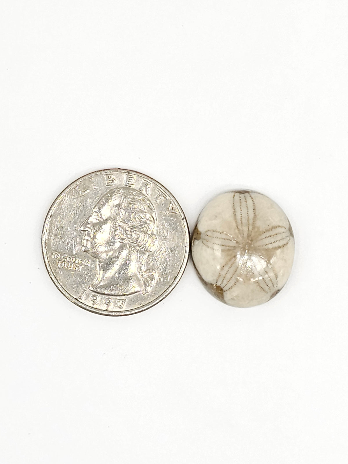 Sand Dollar Fossil - Medium