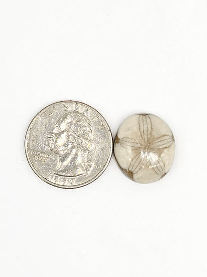 Sand Dollar Fossil - Medium