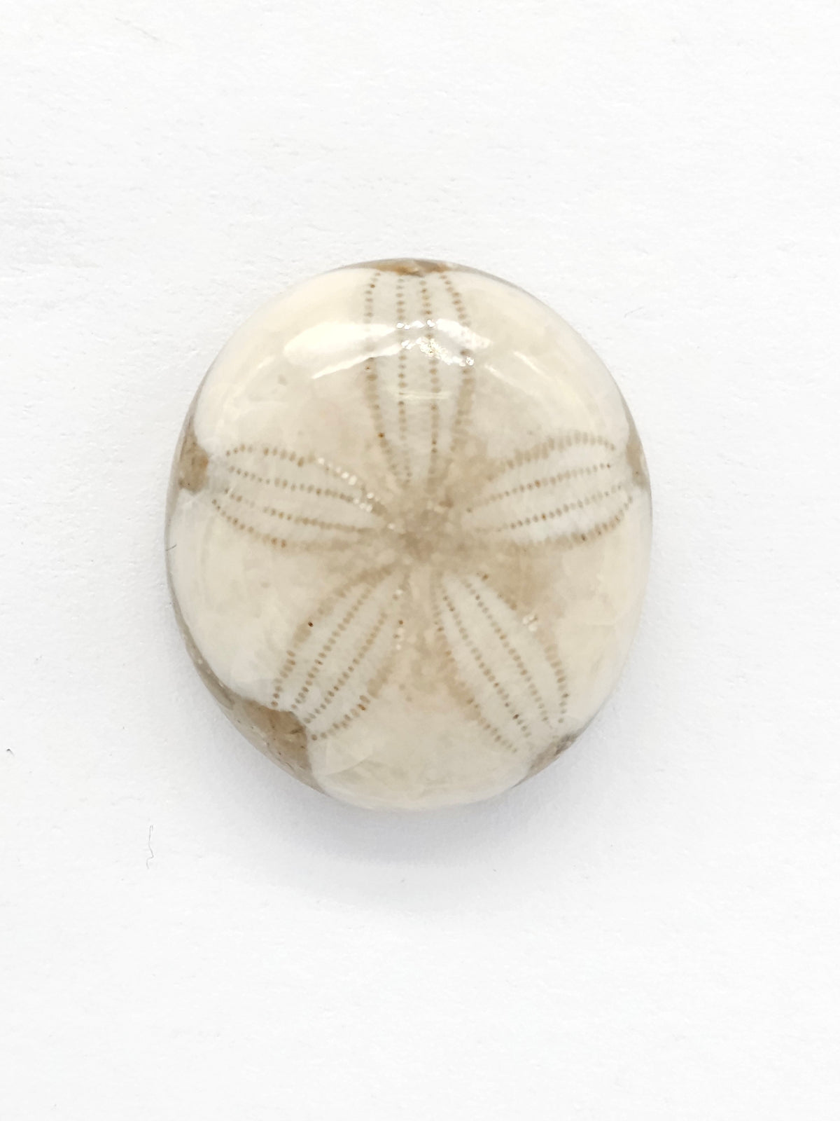 Sand Dollar Fossil - Medium