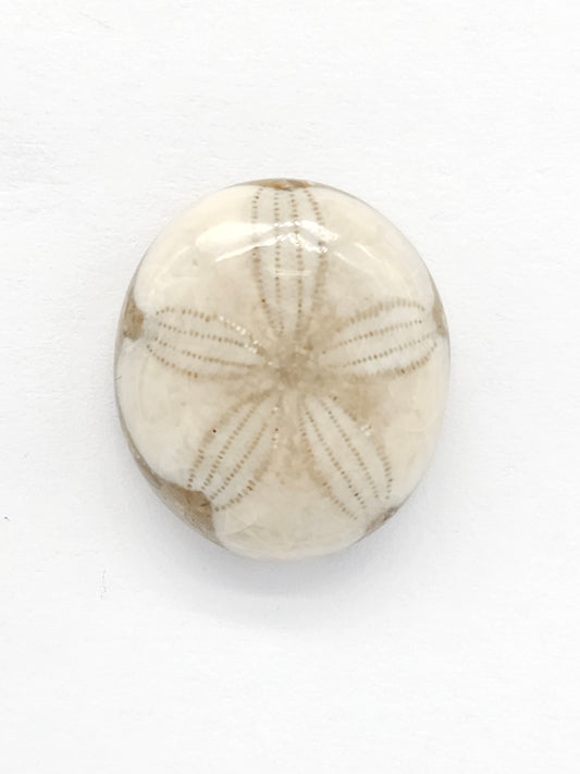Sand Dollar Fossil - Medium