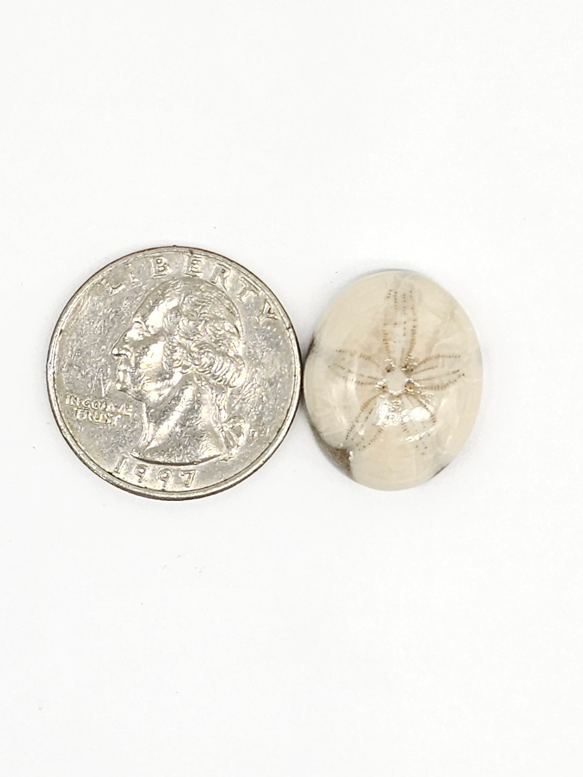 Sand Dollar Fossil - Medium
