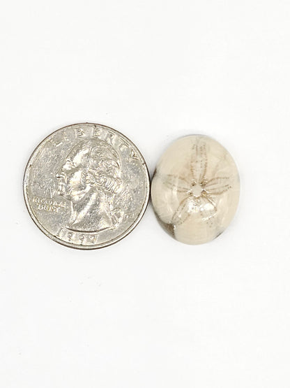 Sand Dollar Fossil - Medium