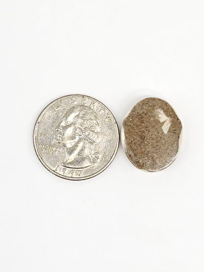 Sand Dollar Fossil - Medium