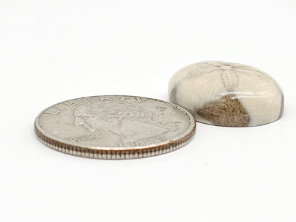 Sand Dollar Fossil - Medium