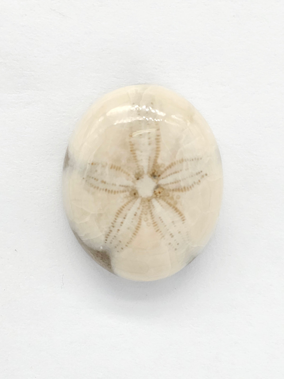 Sand Dollar Fossil - Medium
